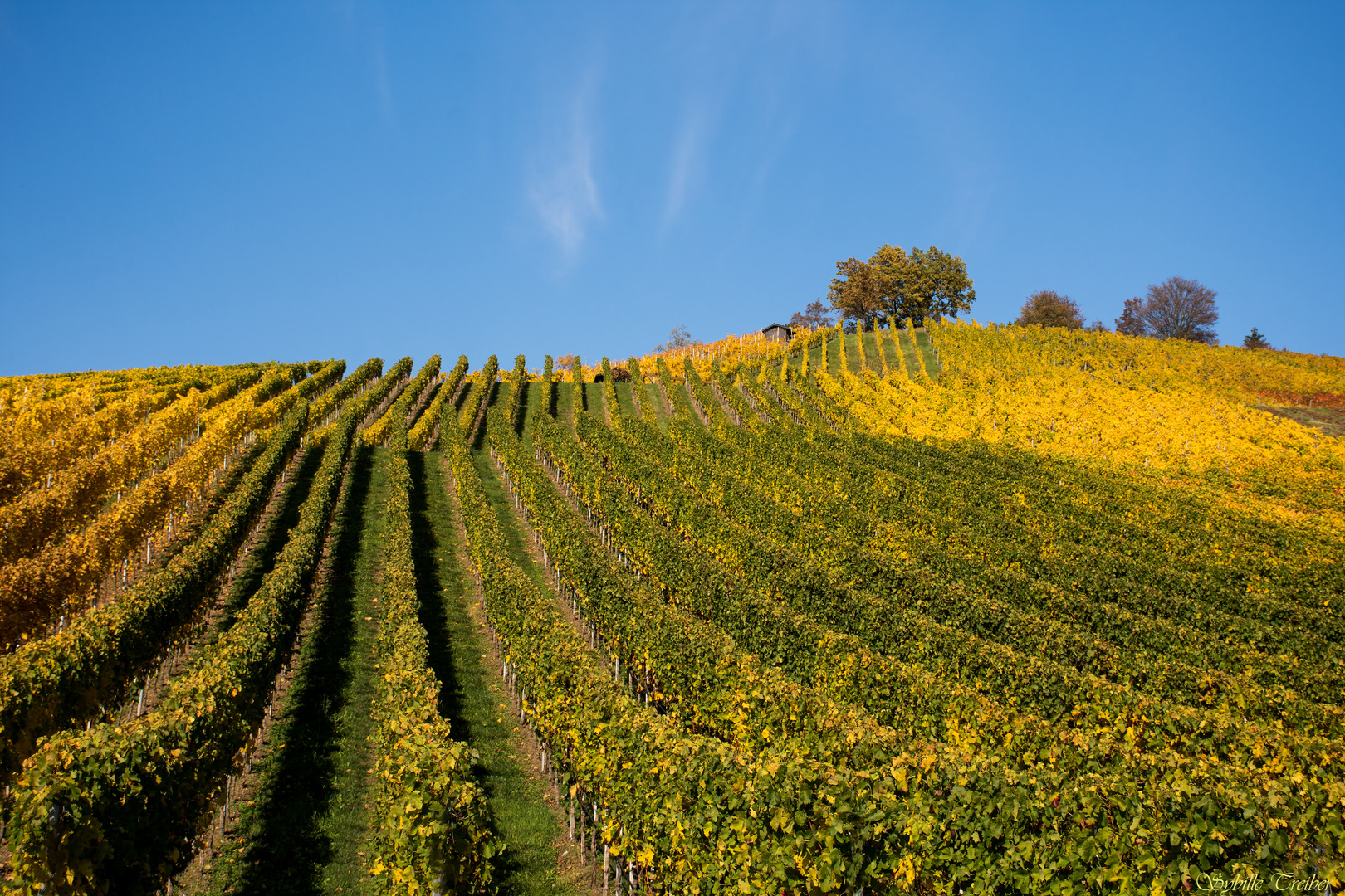 In den Weinbergen