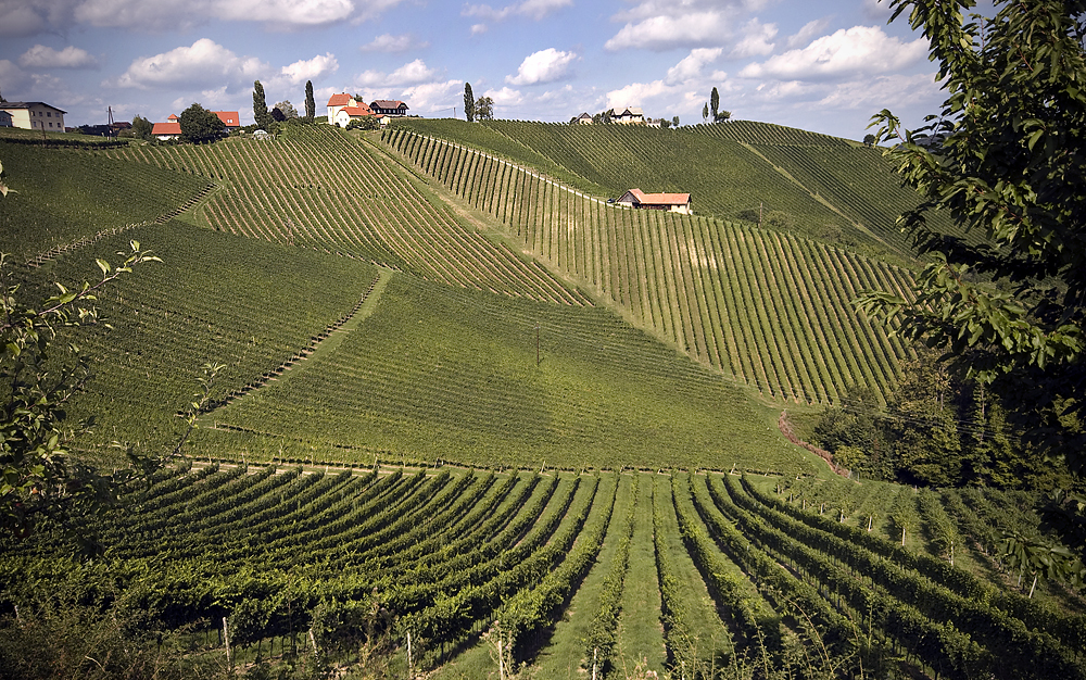 In den Weinbergen