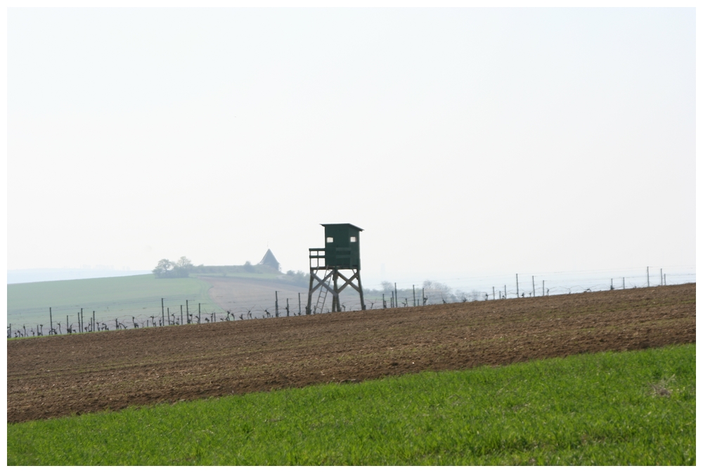 In den Weinbergen