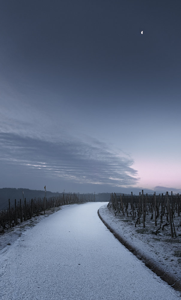 ... in den Weinbergen ...