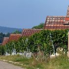 In den Weinbergen 