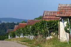 In den Weinbergen 