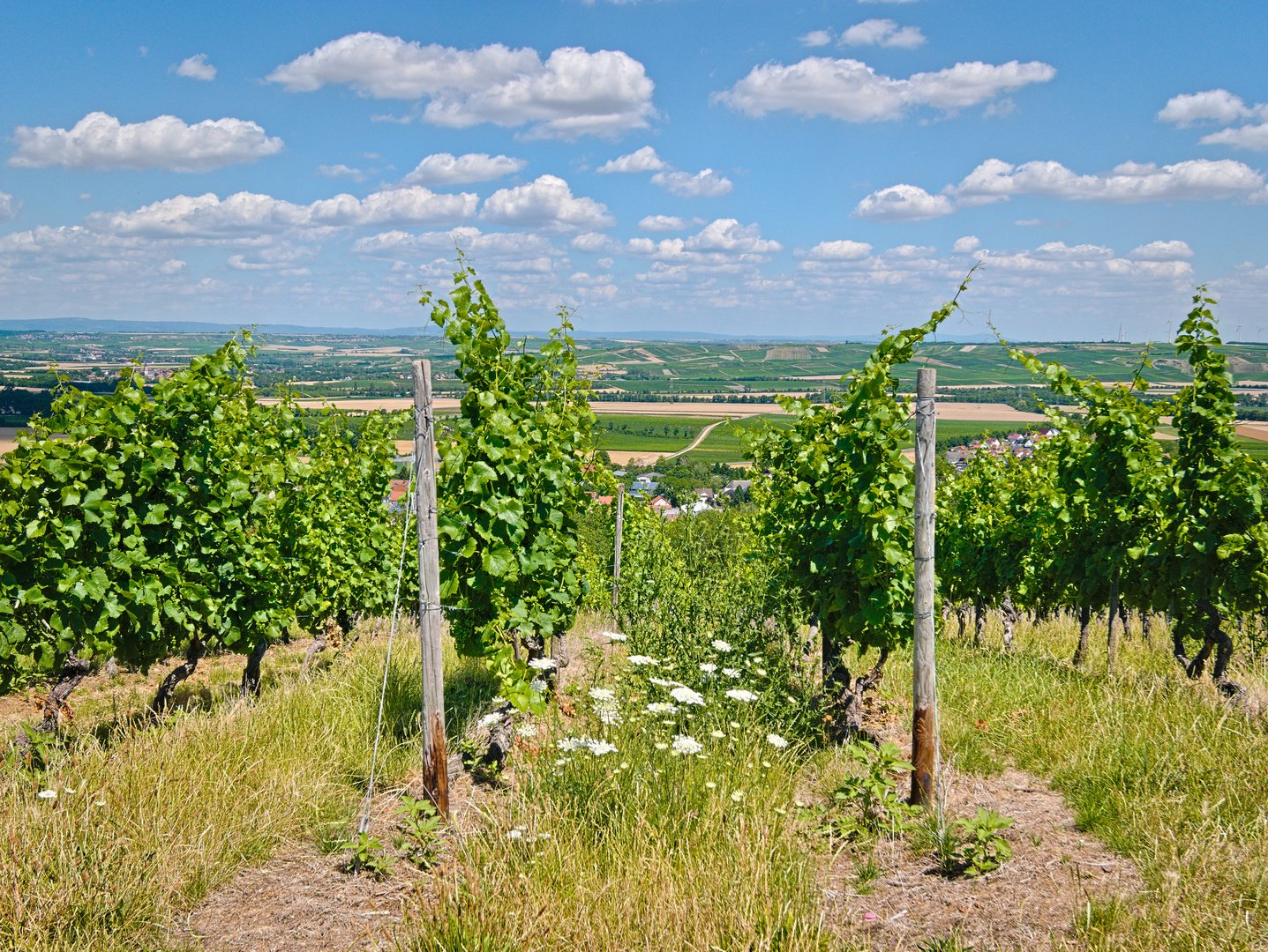 In den Weinbergen bei Bornheim