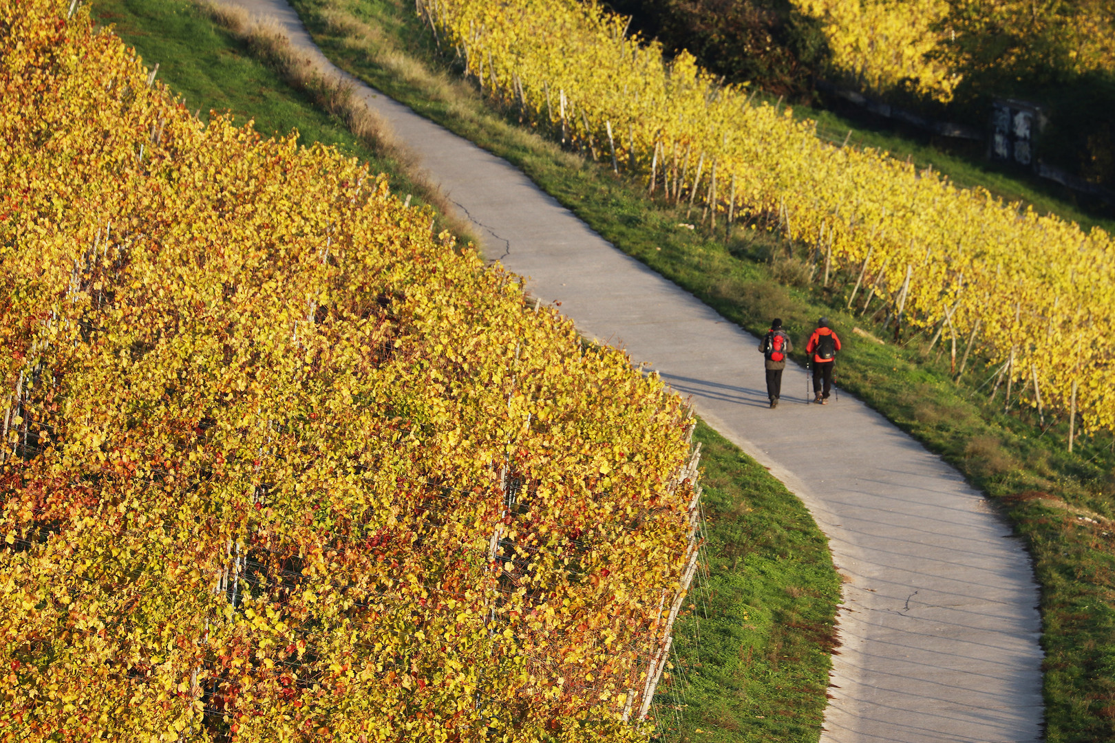 In den Weinbergen beim Riesling