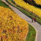 In den Weinbergen beim Riesling