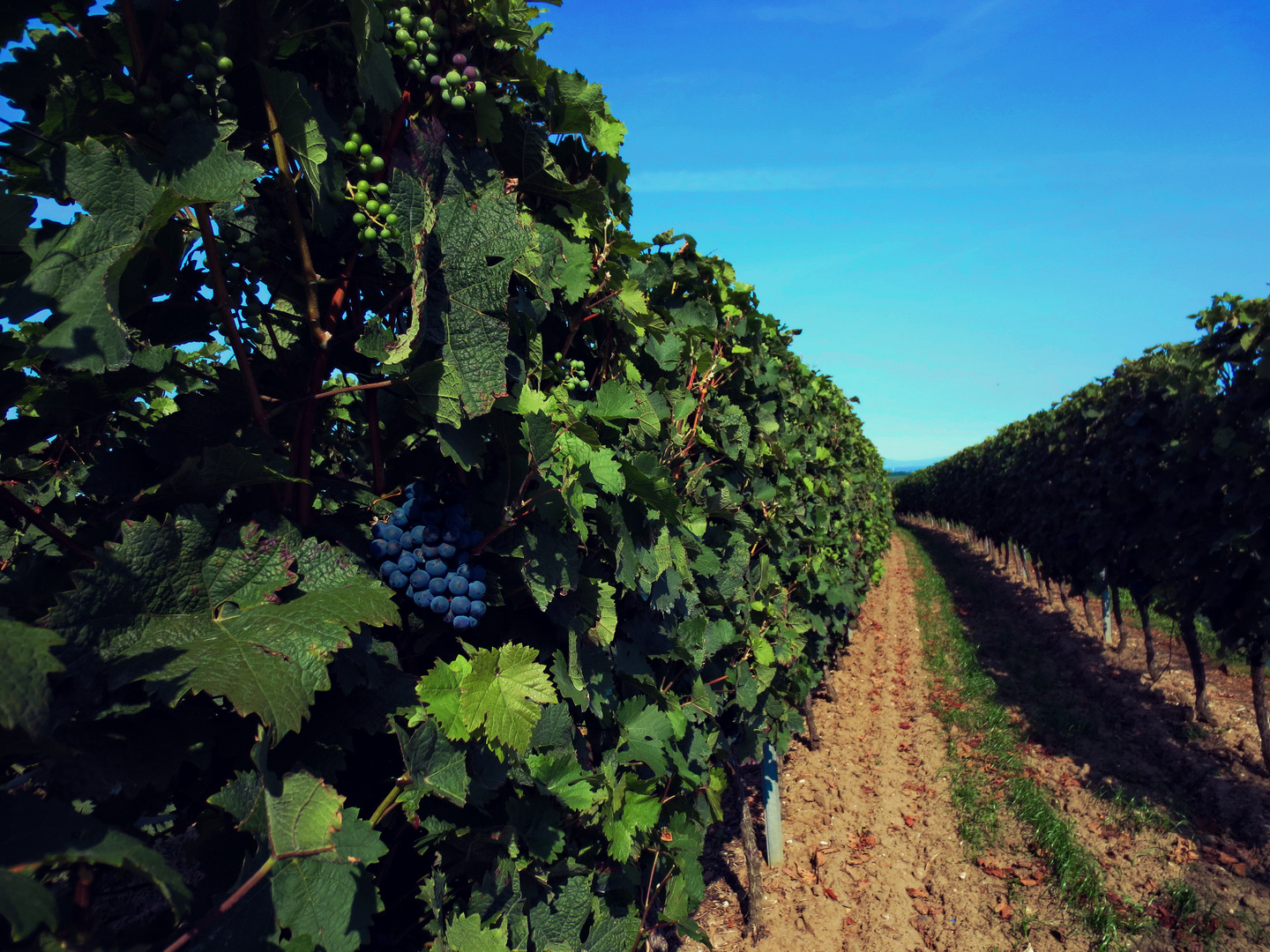 In den Weinbergen