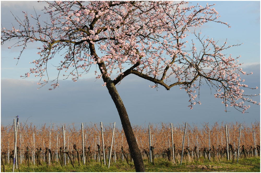 In den Weinbergen der Pfalz I