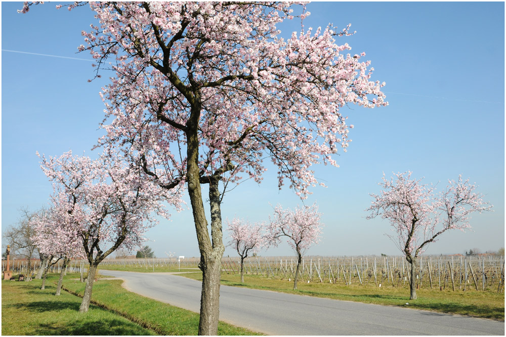 In den Weinbergen der Pfalz III