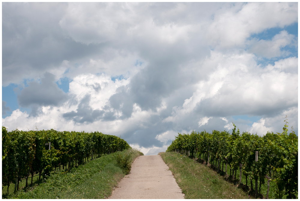 in den Weinbergen der Pfalz IV