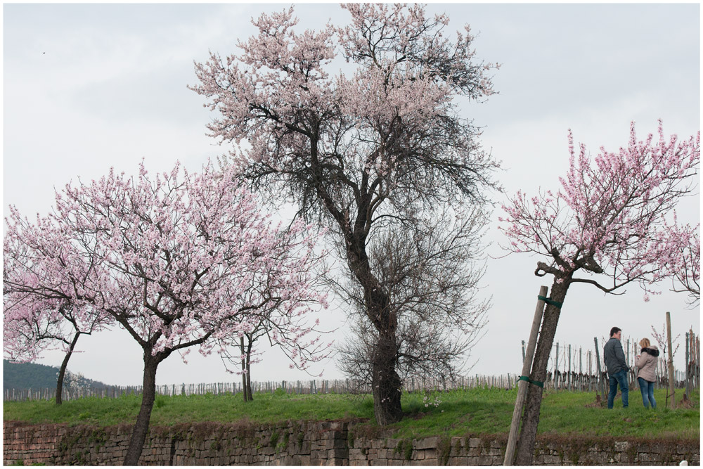 in den Weinbergen der Pfalz IX