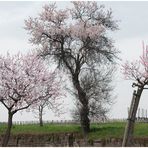 in den Weinbergen der Pfalz IX