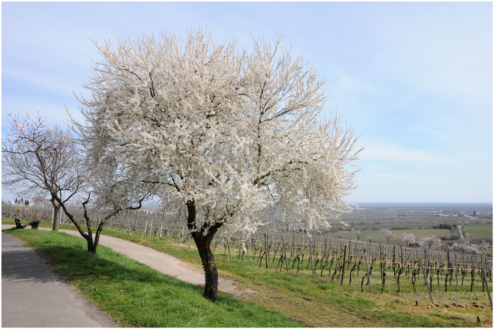 in den Weinbergen der Pfalz VI