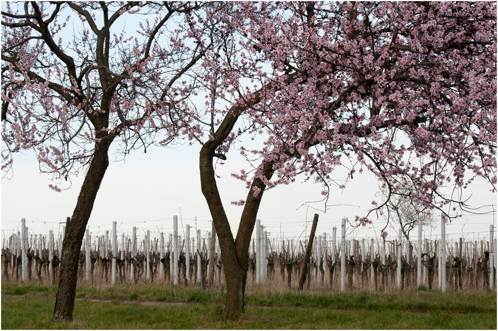 in den Weinbergen der Pfalz VII