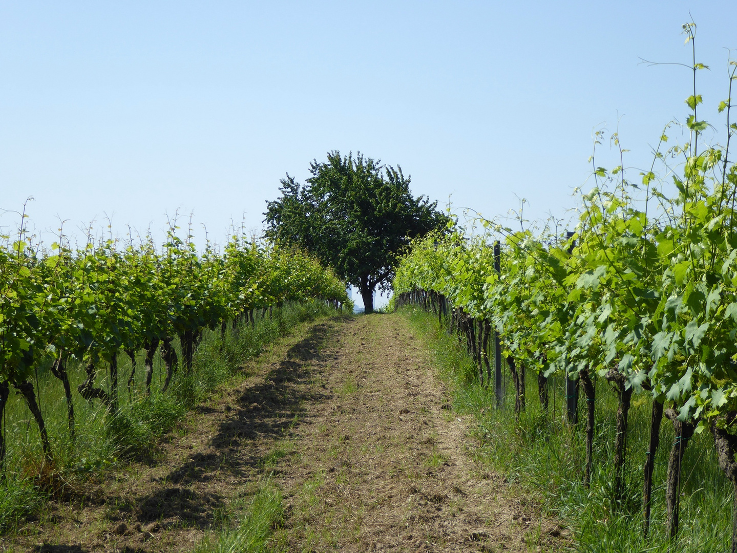 in den weinbergen des 21. bezirk