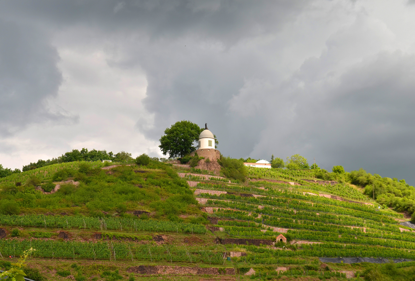 In den Weinbergen