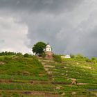 In den Weinbergen