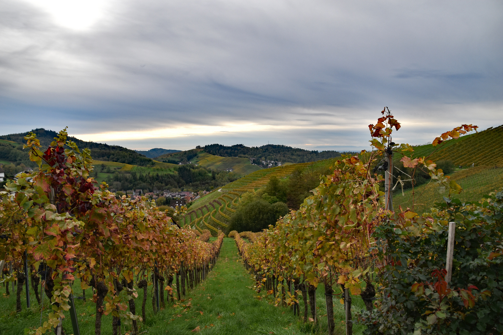 In den Weinbergen