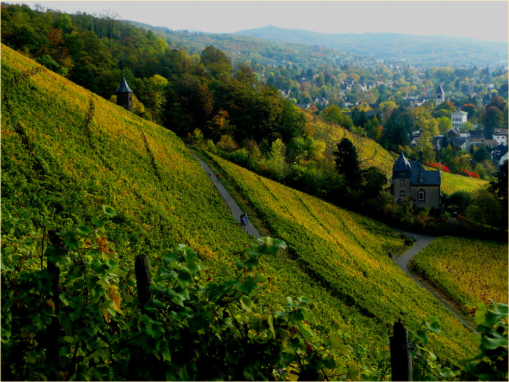 In den Weinbergen (II)