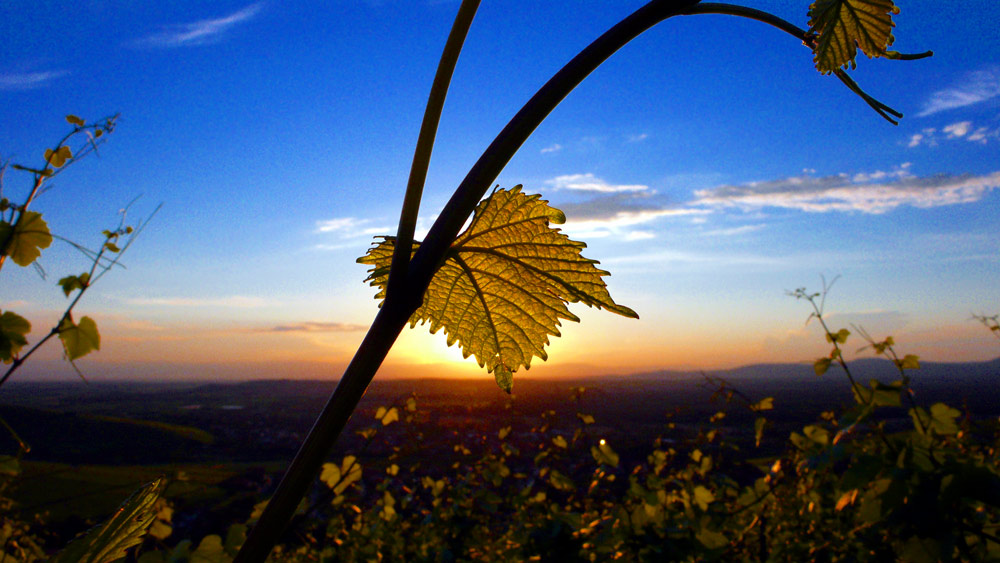 In den Weinbergen - Nähe Freiburg