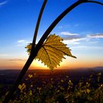 In den Weinbergen - Nähe Freiburg