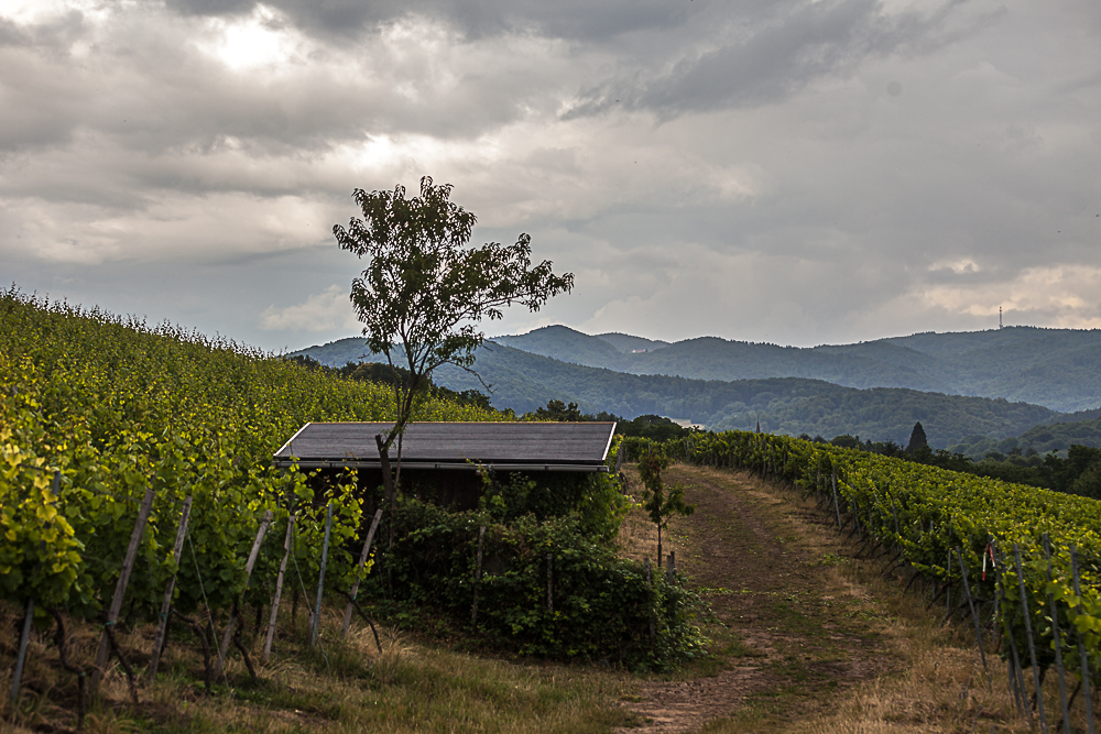 In den Weinbergen .. Richtung Odenwald