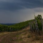 In den Weinbergen .. Richtung Pfalz