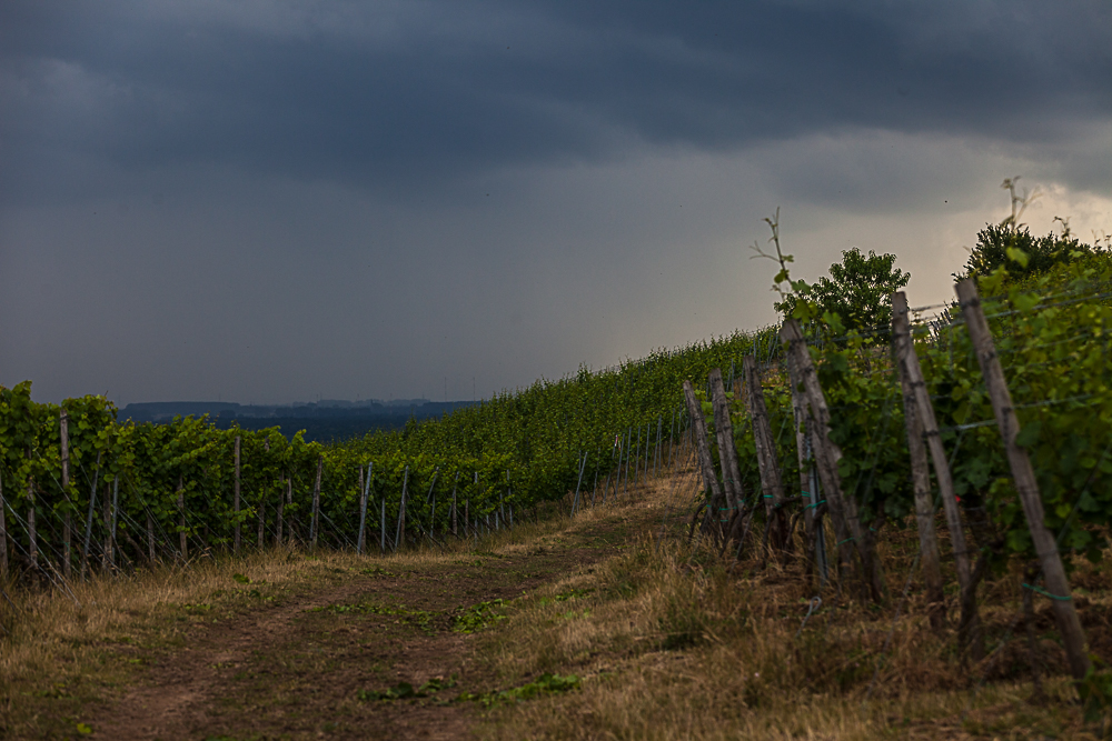 In den Weinbergen .. Richtung Pfalz