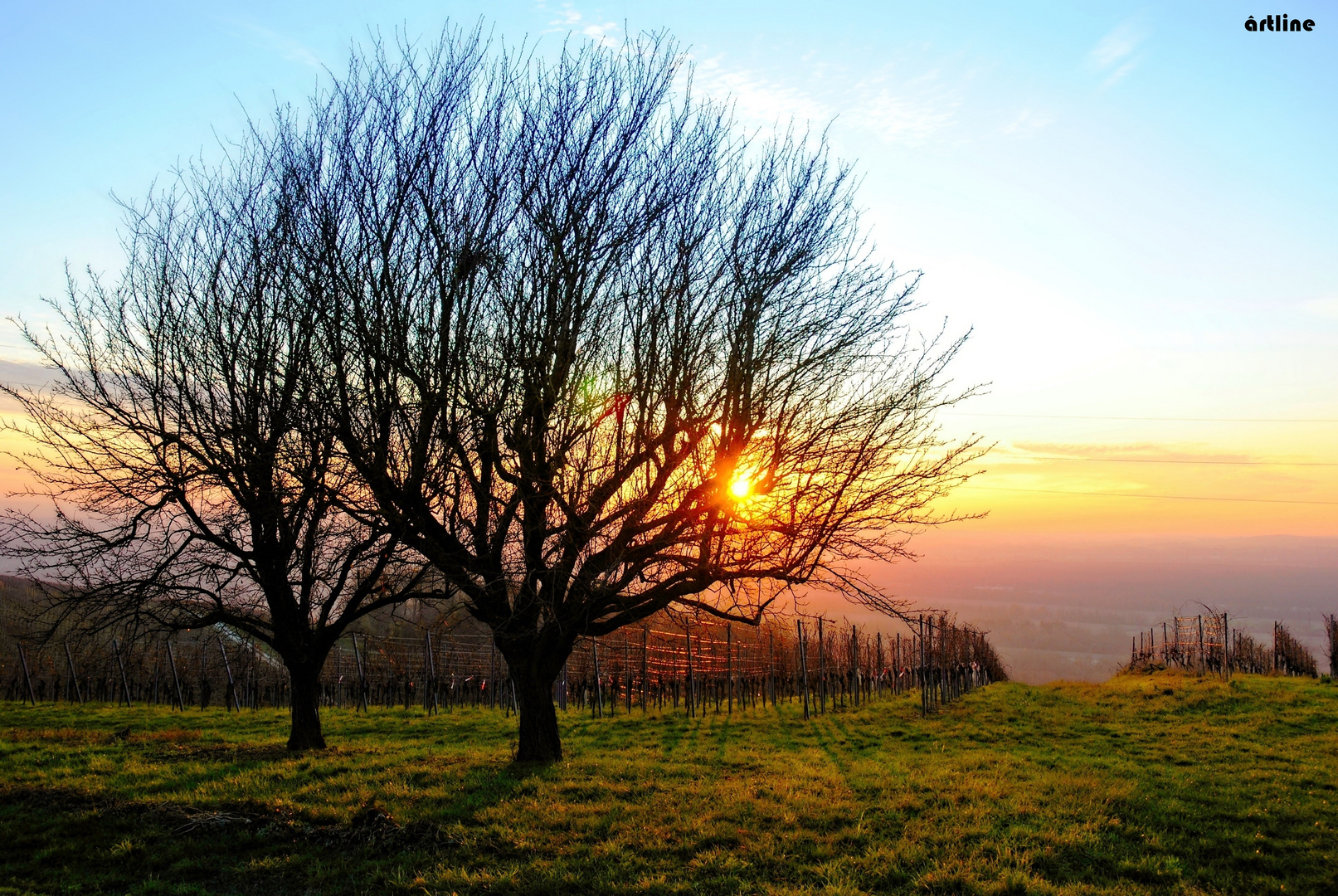 in den Weinbergen -  sunset