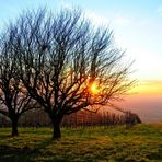 in den Weinbergen -  sunset