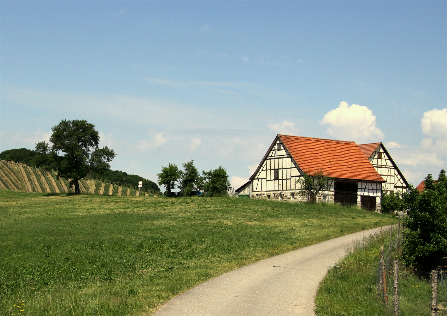 In den Weinbergen um Heuholz ( Renzen )