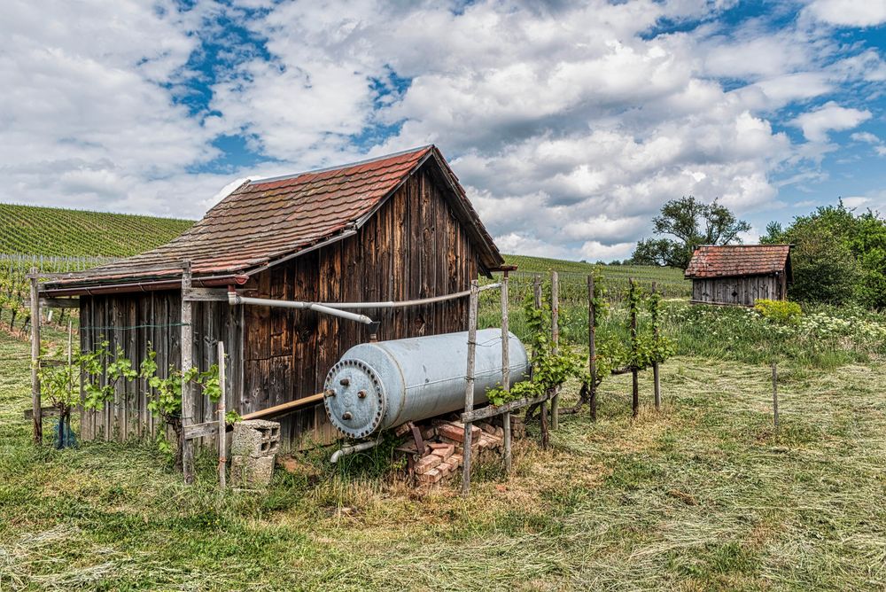 in den Weinbergen unterwegs