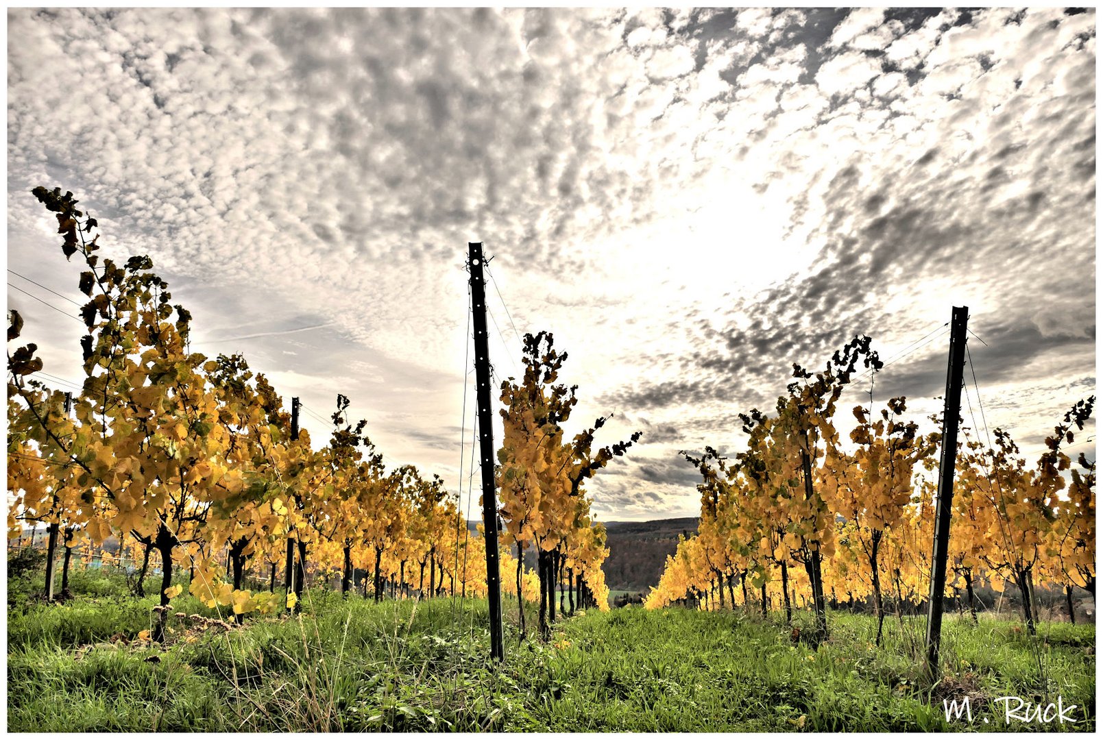 In den Weinbergen unterwegs 