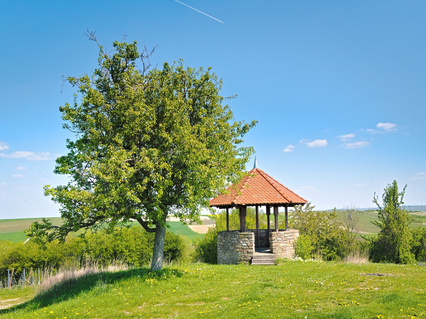 In den Weinbergen von Alzey