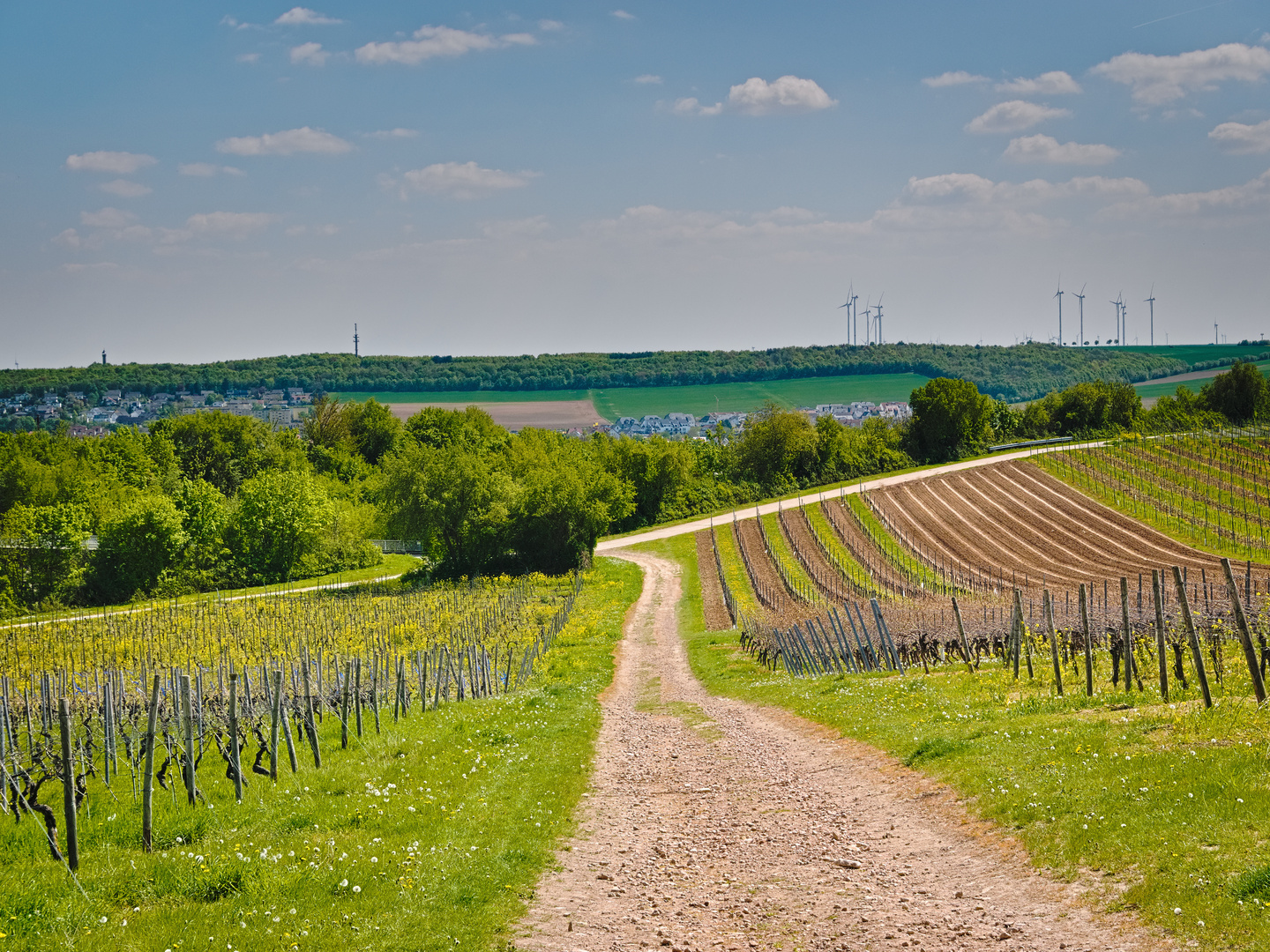 In den Weinbergen von Alzey