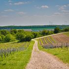 In den Weinbergen von Alzey