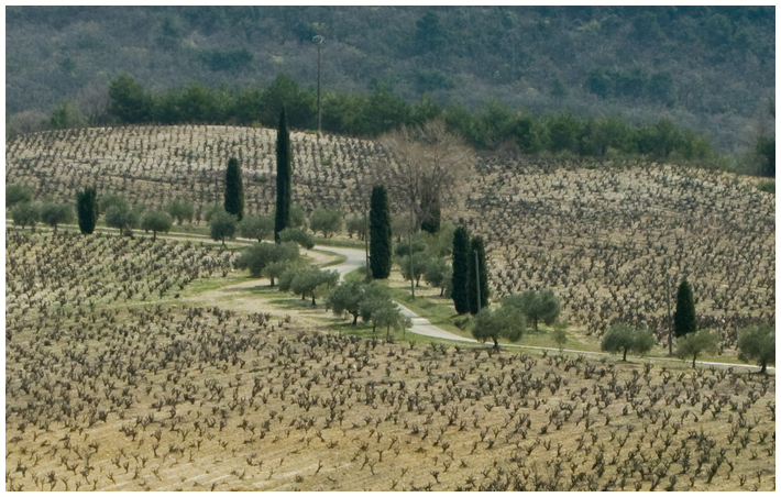 In den Weinbergen von Gigondas