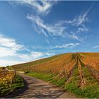 In den Weinbergen von Heilbronn