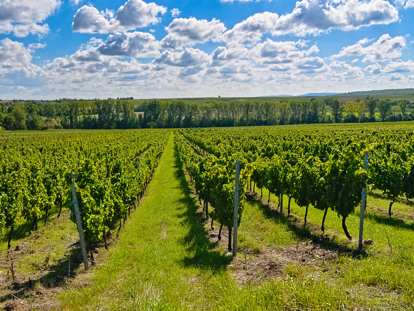 In den Weinbergen von Monsheim