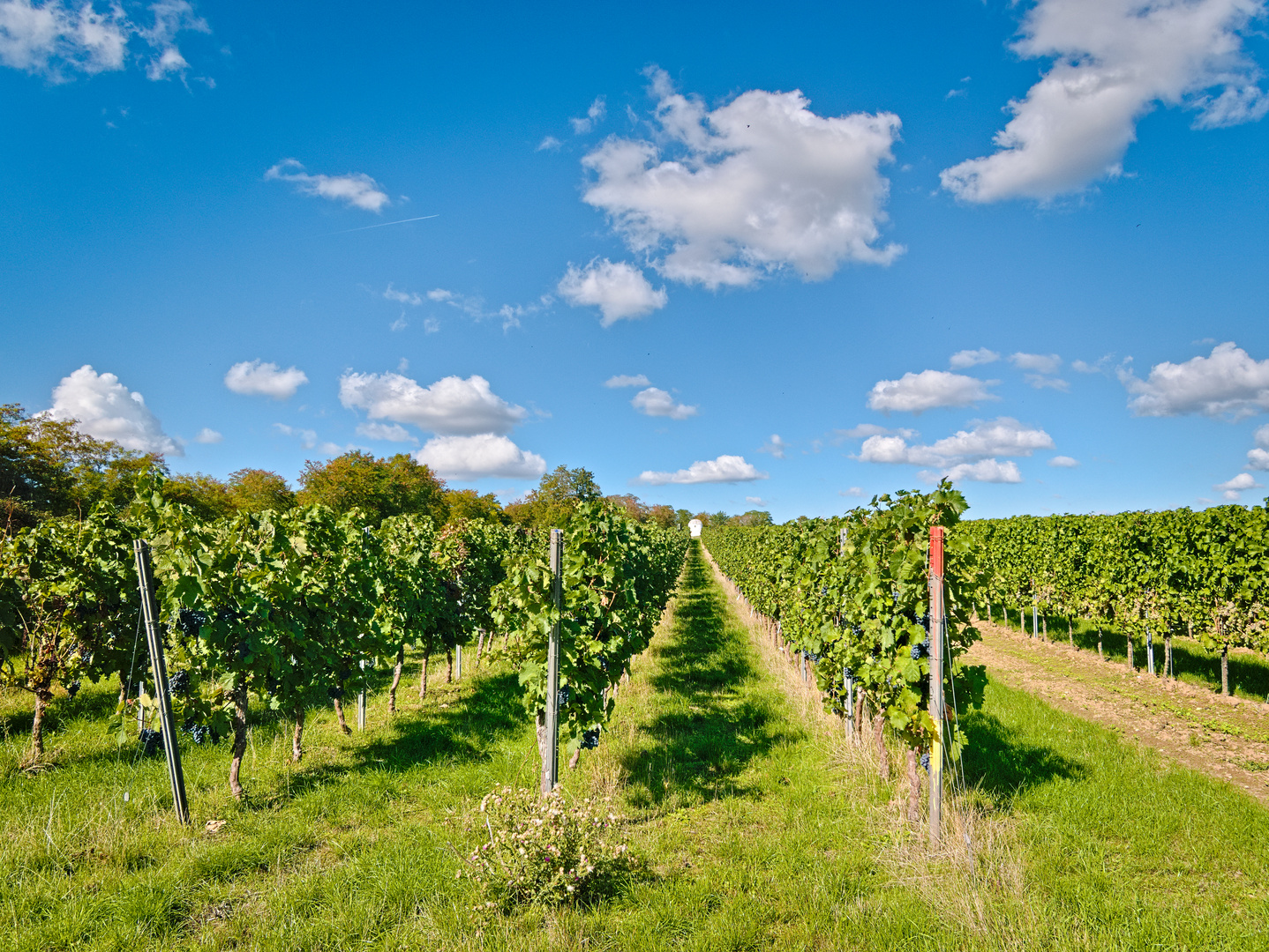 In den Weinbergen von Monsheim