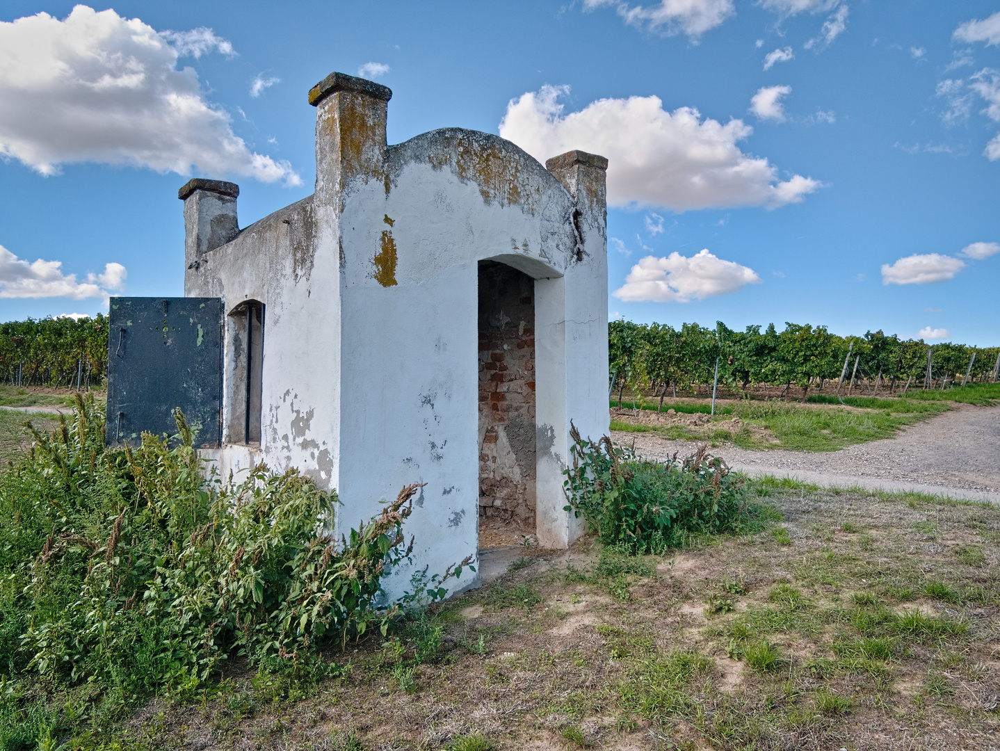 In den Weinbergen von Monsheim