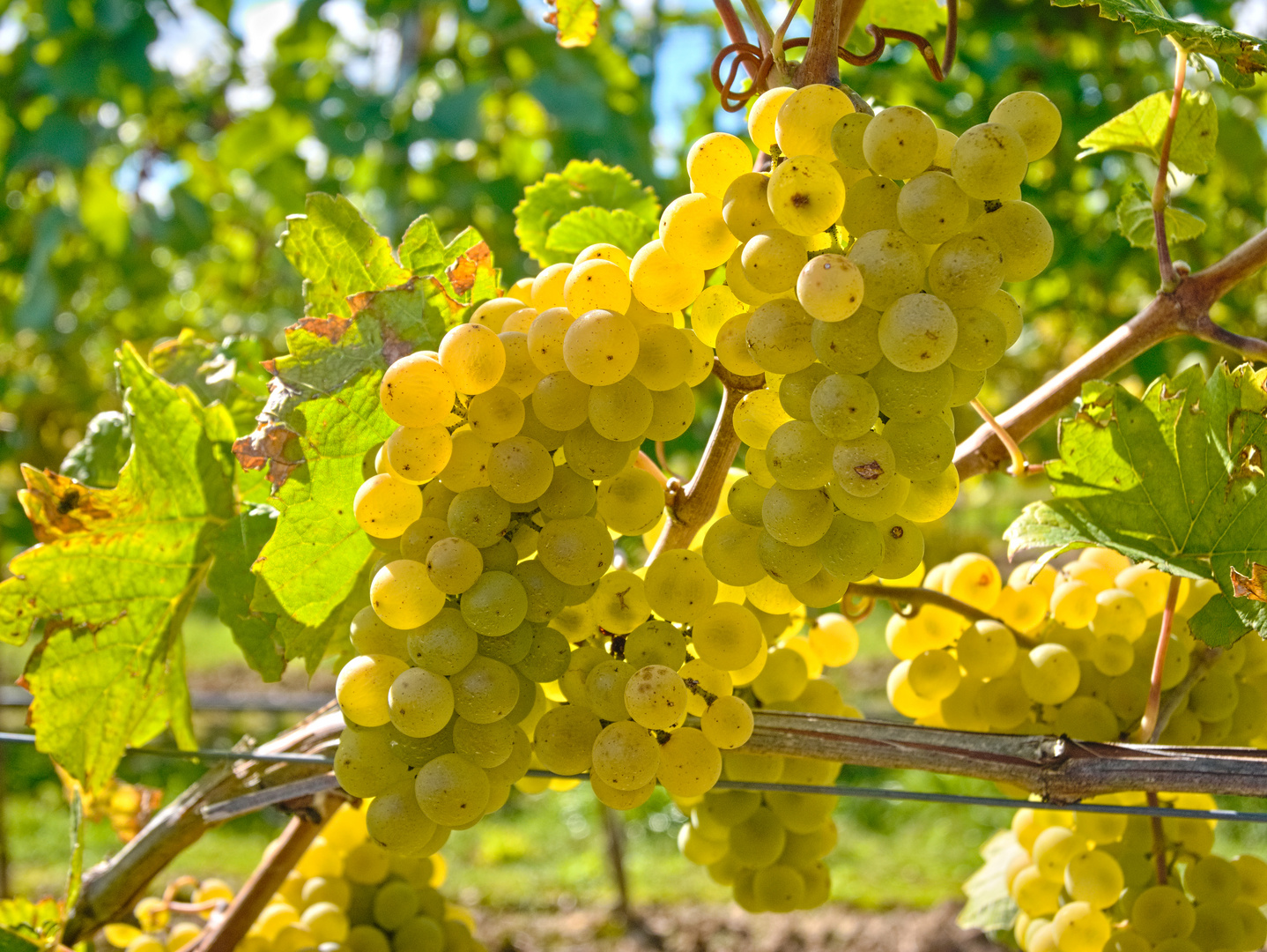 In den Weinbergen von Monsheim