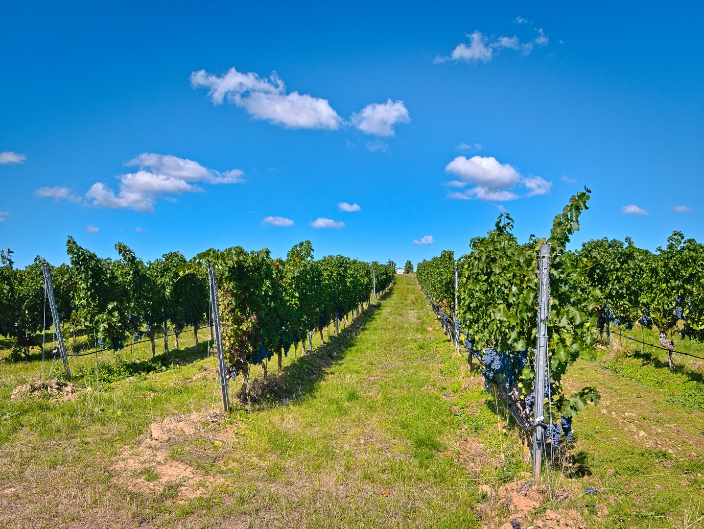 In den Weinbergen von Monsheim