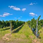 In den Weinbergen von Monsheim