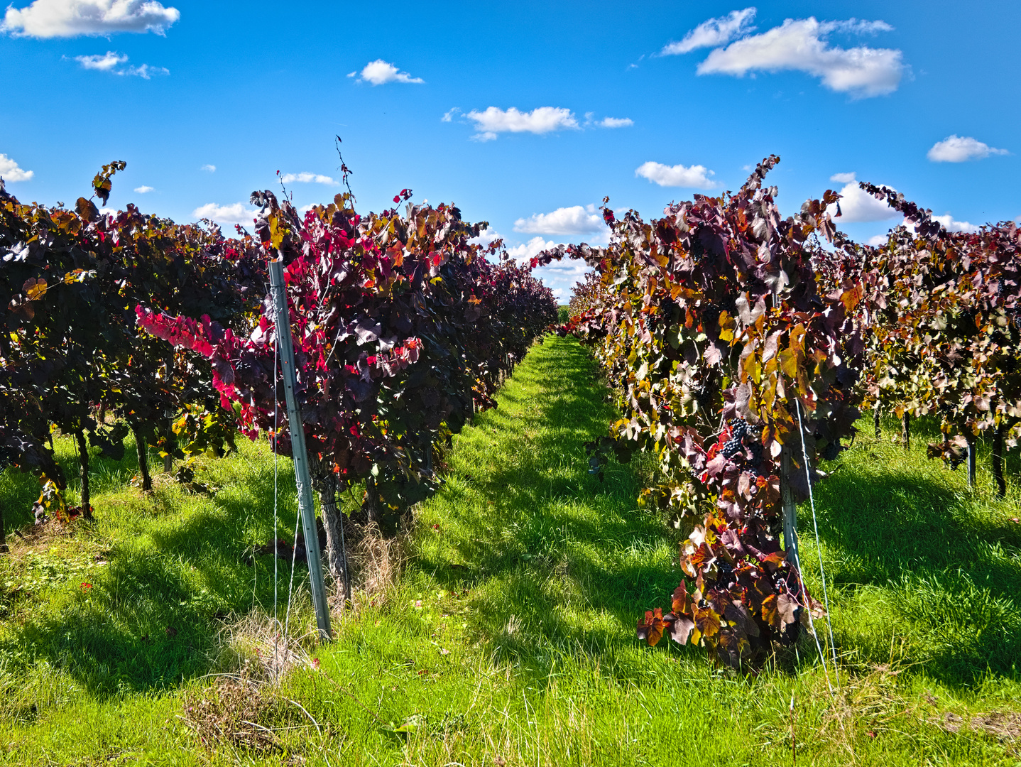 In den Weinbergen von Monsheim