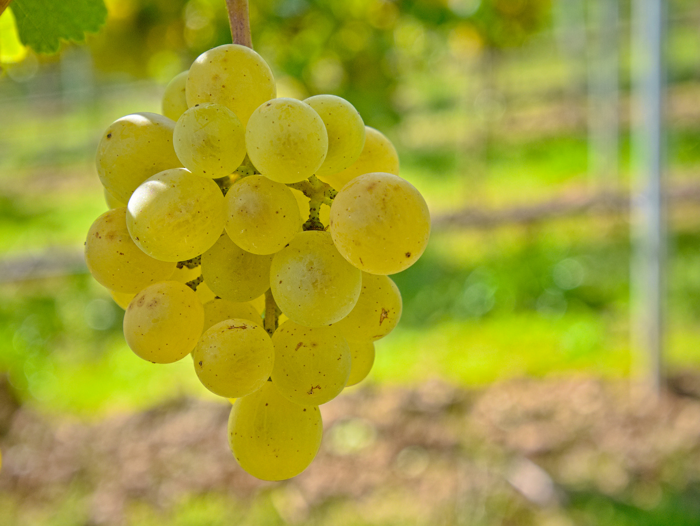 In den Weinbergen von Monsheim