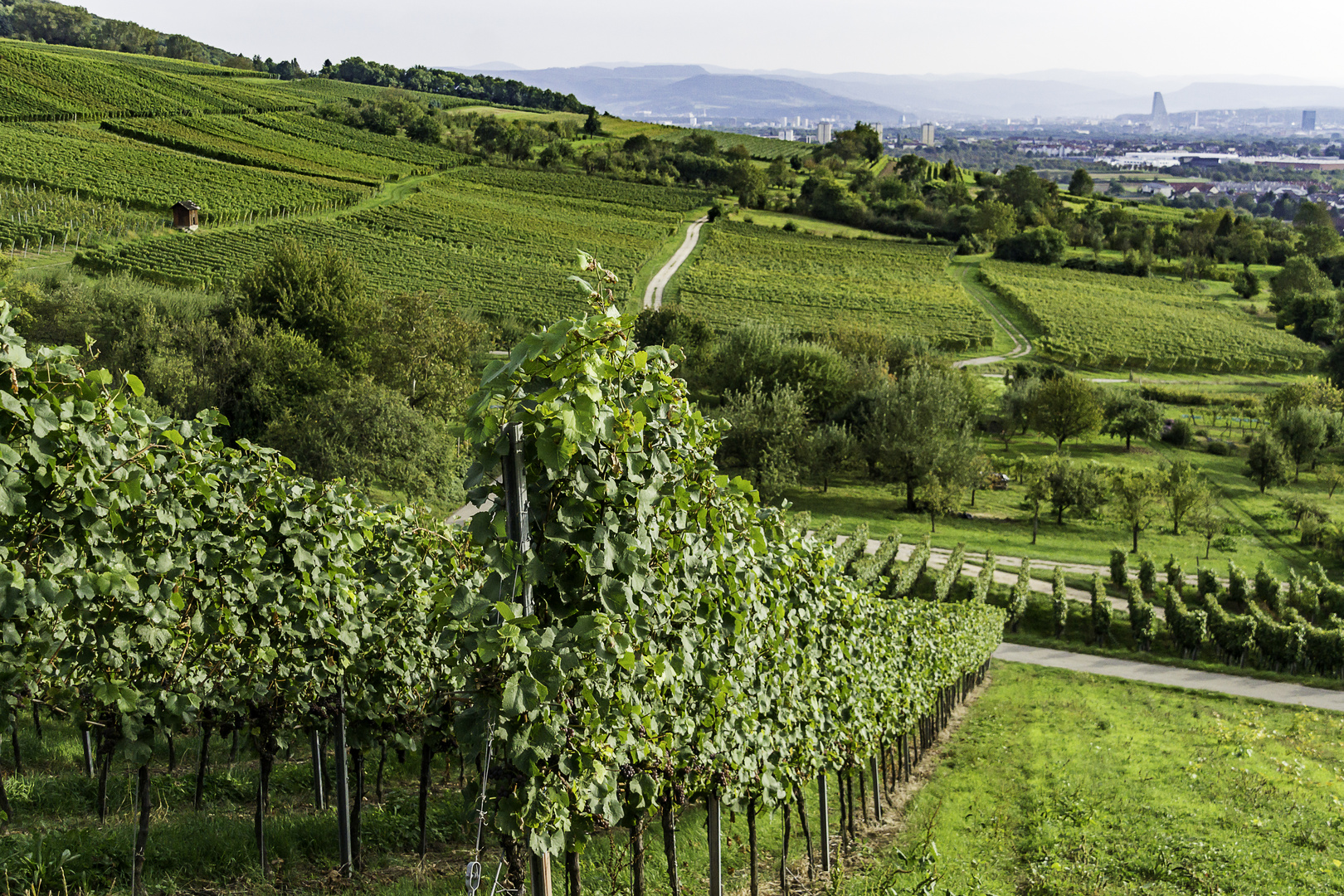 In den Weinbergen von Ötlingen