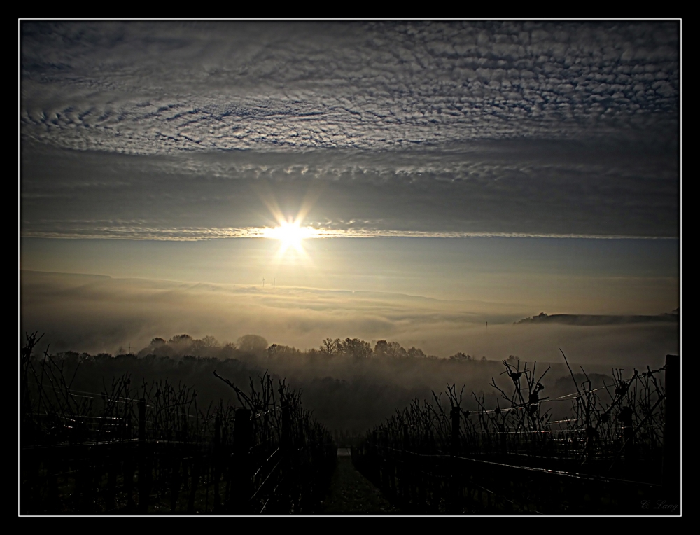 In den Weinbergen von Remich