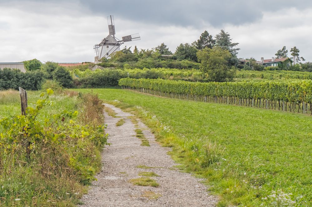 In den Weinbergen von Retz (2)