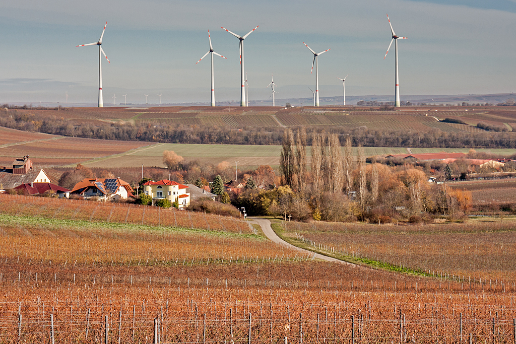 In den Weinbergen von Spiesheim