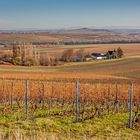 In den Weinbergen von Spiesheim